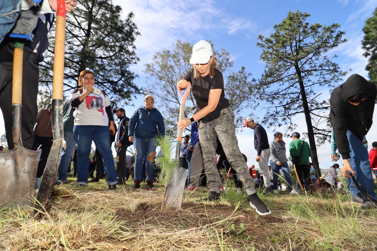 Paola Angon realizó la reforestación de 2 mil árboles de ejemplares de ocotes y encinos en el cerro Zapotecas