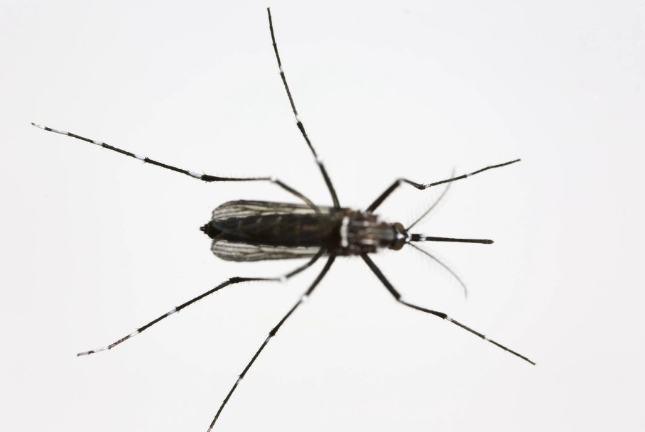 Una hembra del mosquito Aedes aegypti.  FOTOGRAFÍA DE DAVID LIITTSCHWAGER