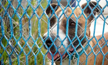 Incrementa en Puebla maltrato animal; van 130 casos