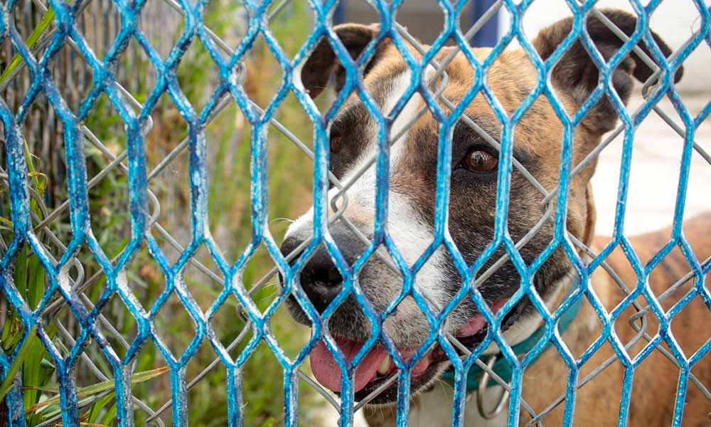 Puebla con 13 centros de Bienestar Animal para 217 municipios