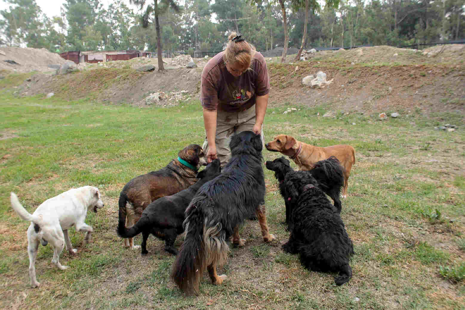 En Puebla capital solo hay tres centros de Bienestar Animal, y uno no funciona