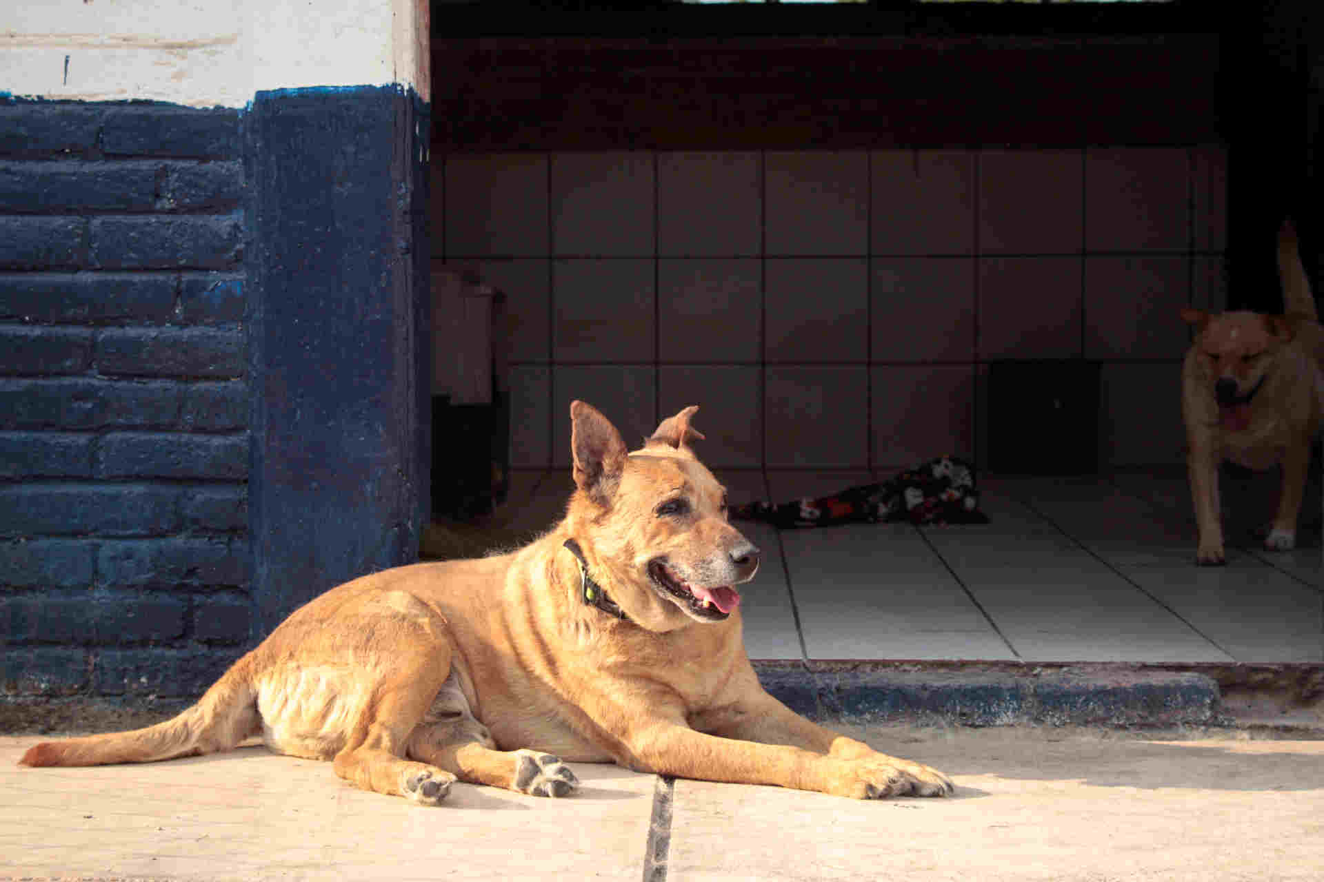 Estos centros de Bienetar Animal se encuentran en la Colonia Bugambilias, Colonia Villa Frontera y en la China Poblana; sin embargo, el Centro de Bugambilias se encuentra cerrado