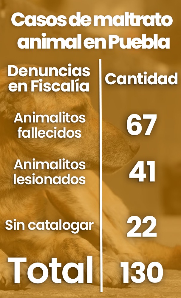 Casos del maltrato animal en Puebla 