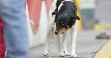 ​​​​​​​67 de los 130 animalitos maltratados en Puebla en 2023 han muerto