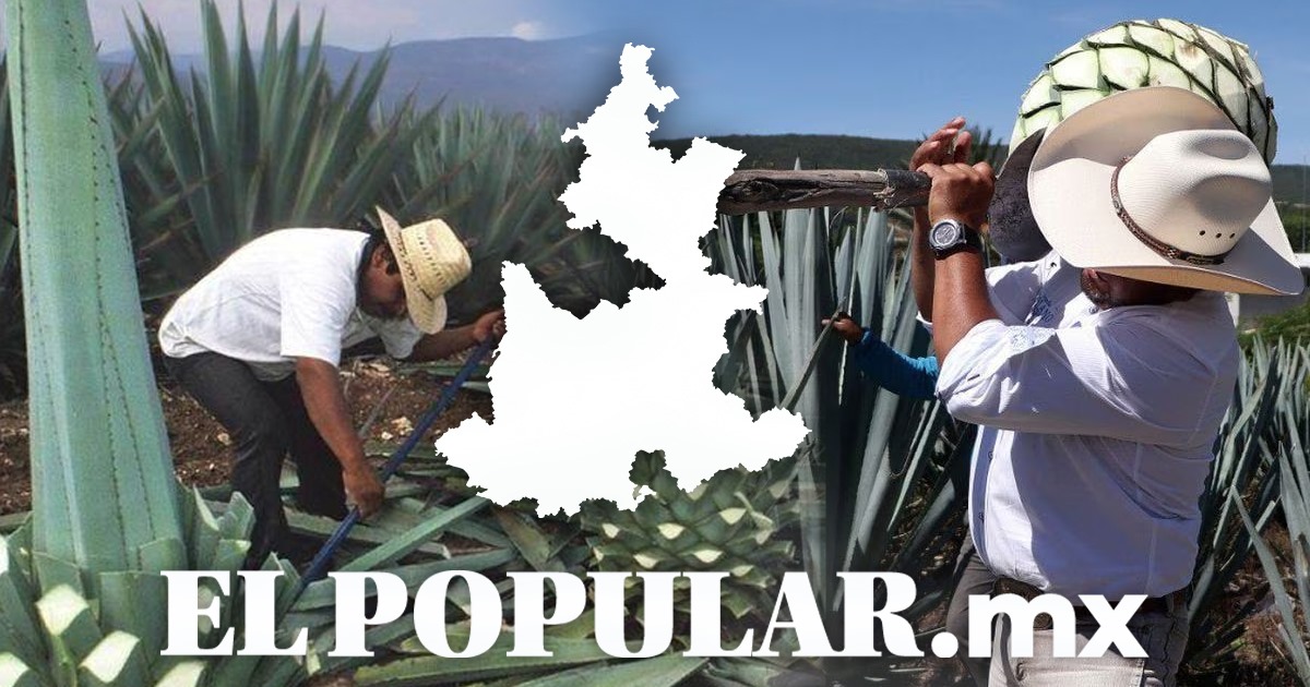 Gobierno invierte 420 millones en el programa ‘Impulso Agave Mezcalero’