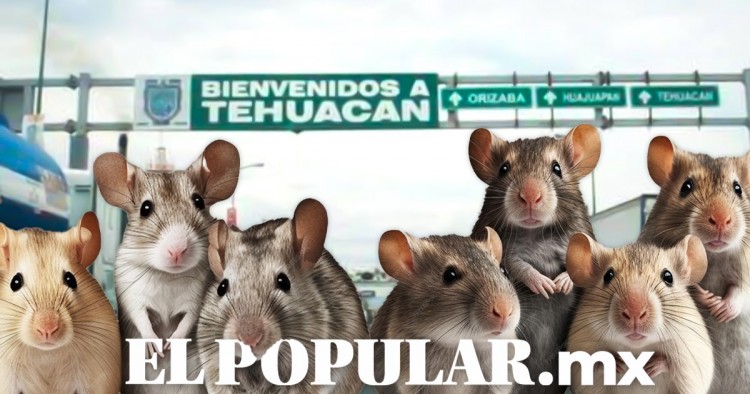 Tehuacán está en otro nivel, pasa de la basura a las ratas