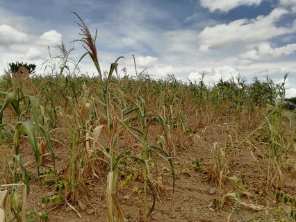 Mixteca Baja en crisis por la sequía: llamado a la acción para la comunidad