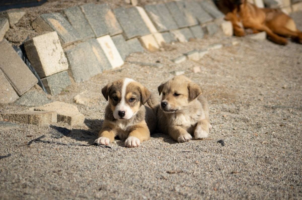 110 casos se registran como mayor indice de denuncias de maltrato animal en un mes