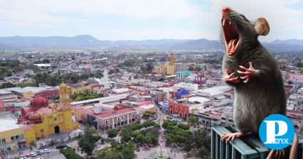 Hay plaga de ratas en el Zócalo de Izúcar, y Ayuntamiento no tiene recursos para fumigar