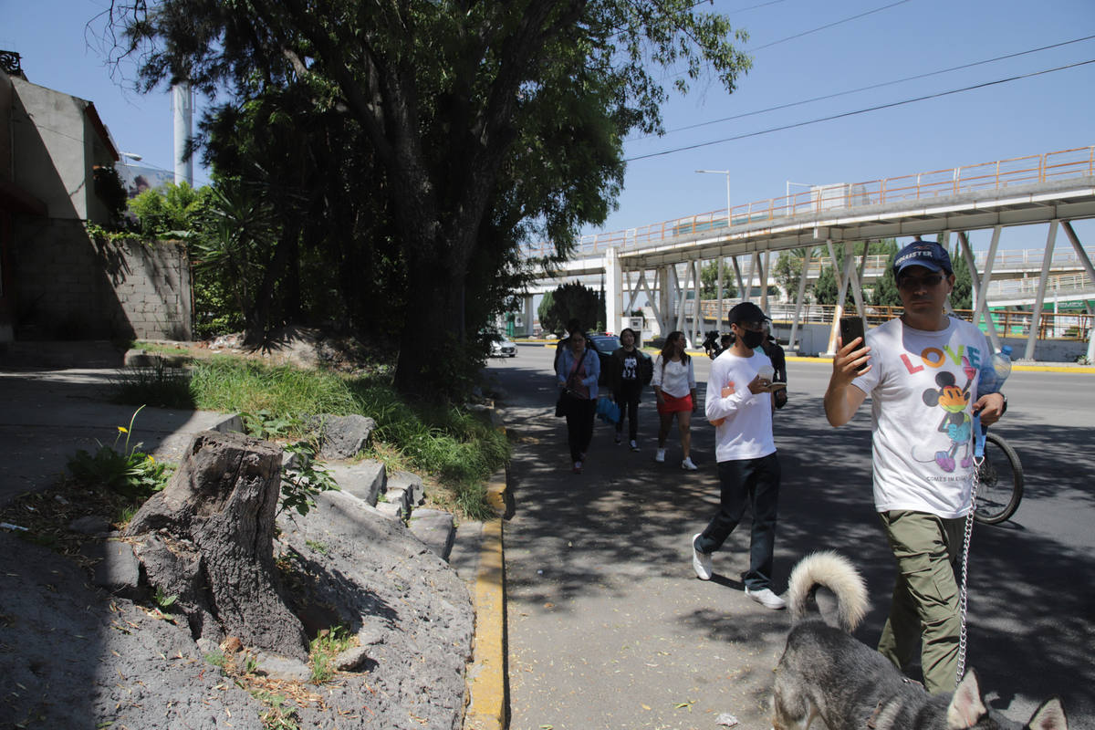 En Puebla capital se tala en promedio un árbol al día