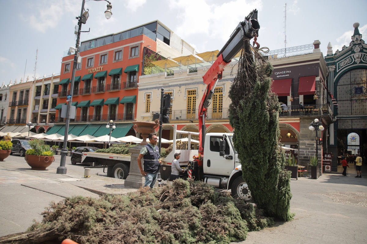 En Puebla capital se tala en promedio un árbol al día en propiedades privadas