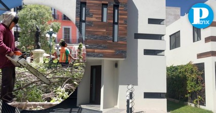 En Puebla capital se tala en promedio un árbol al día en propiedades privadas