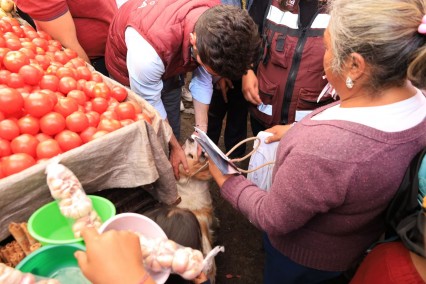 Propuestas de protección animal: Rodrigo Abdala impulsa plataforma participativa