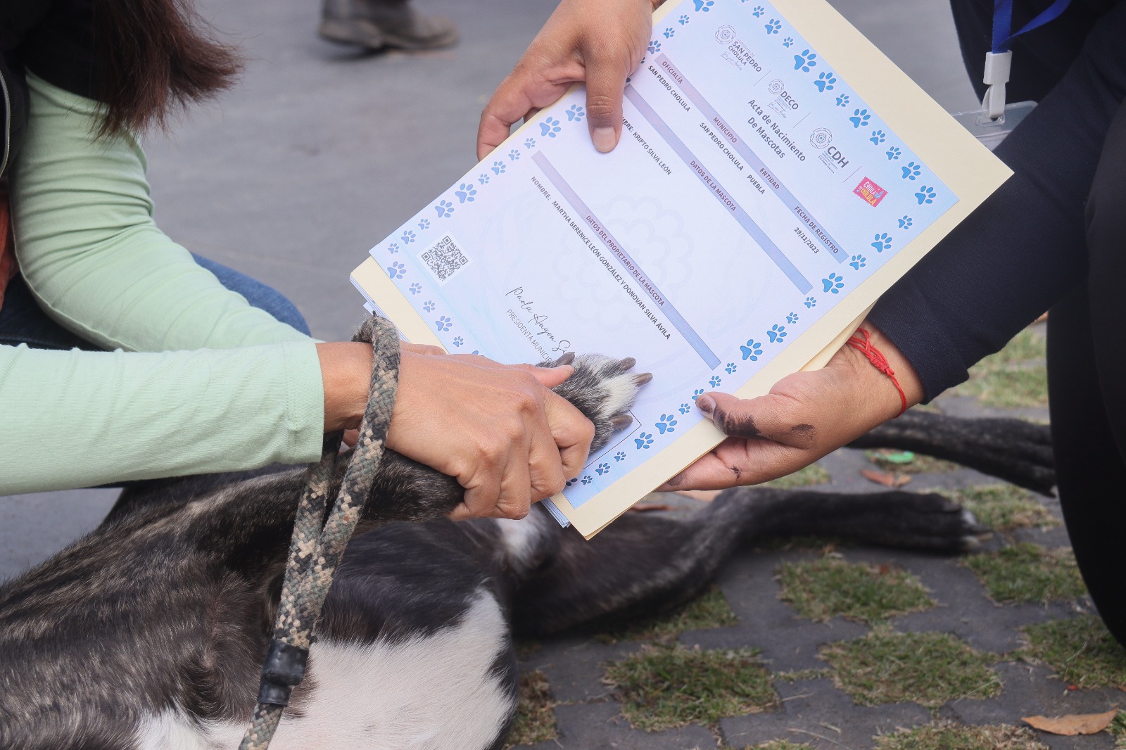 La presidenta municipal de San Pedro Cholula Paola Angon entregó reconocimientos a 20 perros y sus dueños que completaron con éxito el curso básico de adiestramiento canino "Entrenando a tu Lomito"