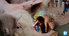 Colectivos animalistas piden cancelar evento del ‘cerdo encebado’ en Tehuacán