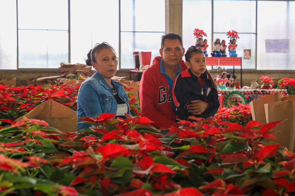  flor de nochebuena