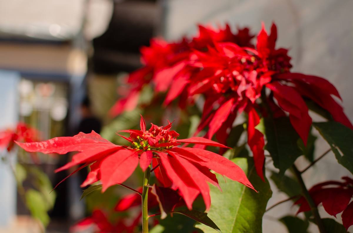 Puebla es cuarto lugar con mayor producción de flor de nochebuena