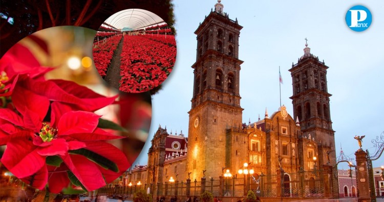 Puebla es cuarto lugar con mayor producción de flor de nochebuena