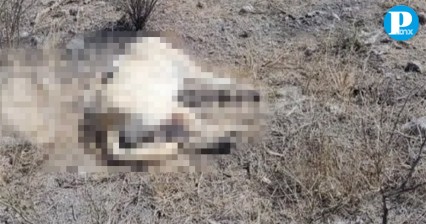 Balean a perrito en Tehuacán, pierde la vida instantáneamente