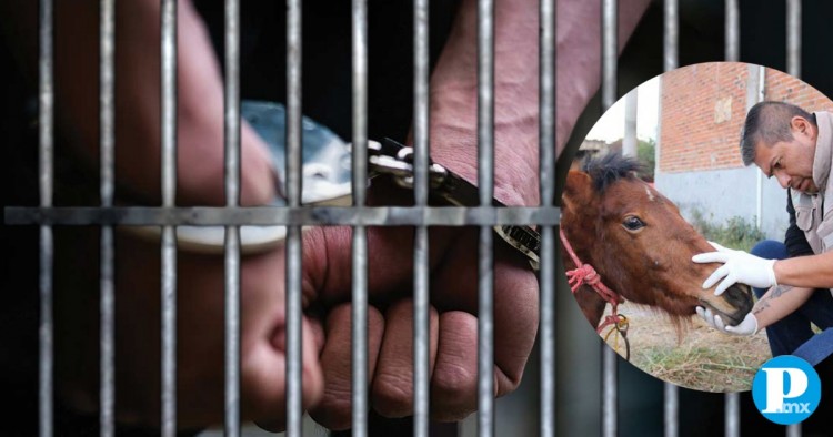 Diputados proponen hasta 8 años de prisión a quien realice actos de zoofilia