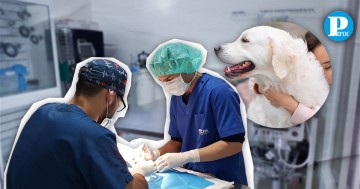 Esterilización cuesta entre 300 y 800 pesos en Puebla capital