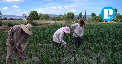 Armenta lanza el programa para modernizar la agricultura con tecnología