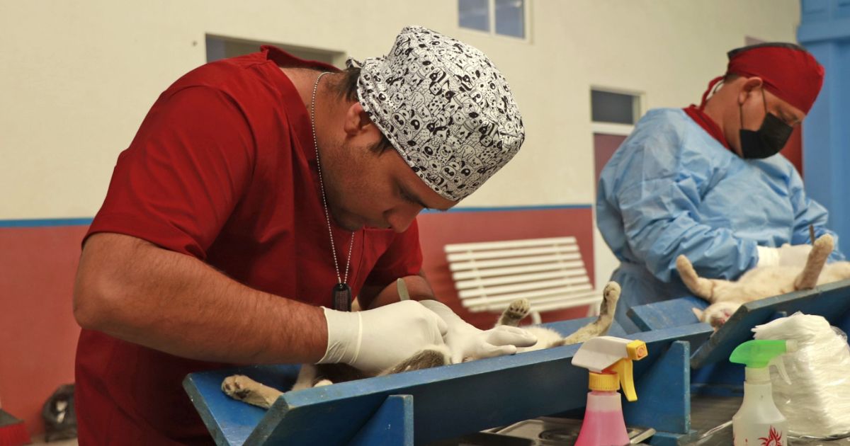 Segunda Jornada de Esterilización para Perros y Gatos