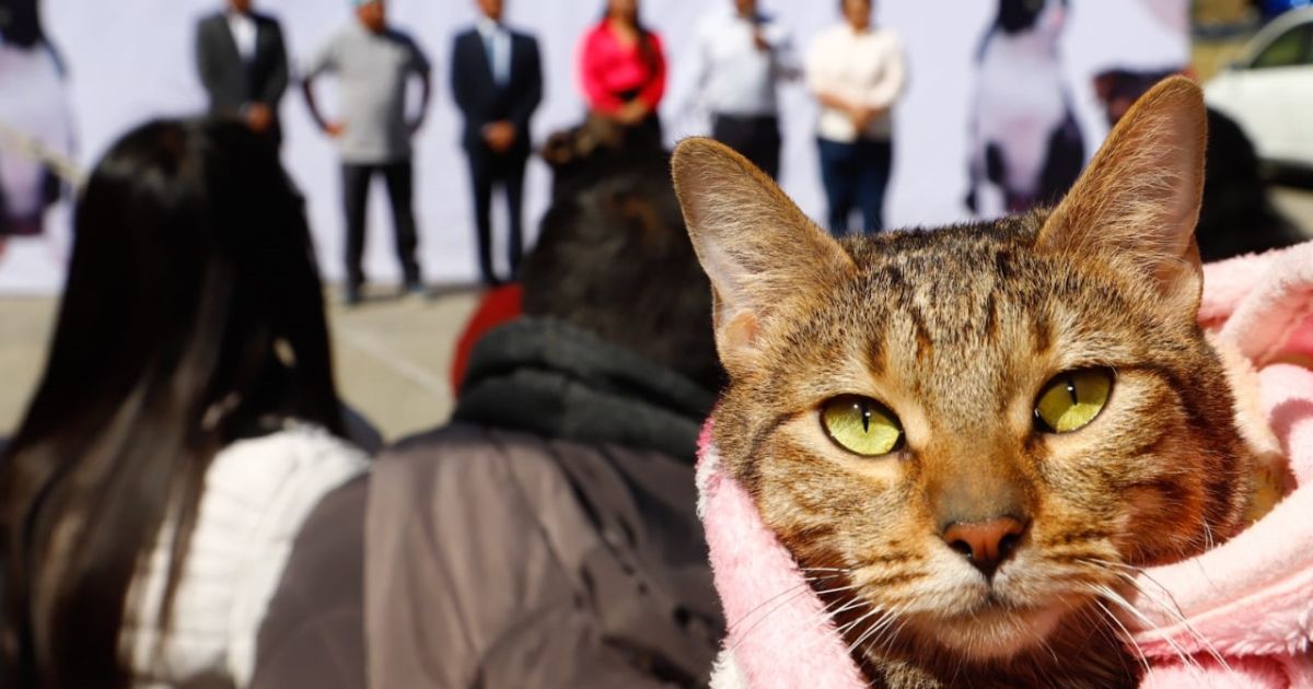Realiza Gobierno de Cholula Mega Jornada de Esterilización