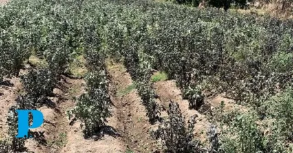 Autoridades ejidales cuantifican daños por helada atípica en San Salvador El Verde, y municipios aledaños 
