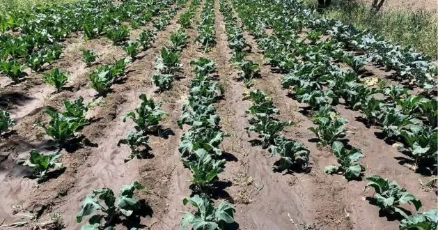 Autoridades ejidales cuantifican daños por helada atípica en San Salvador El Verde, y municipios aledaños 
