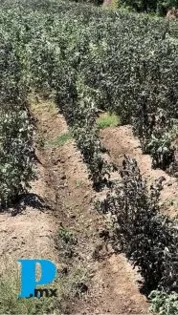 Autoridades ejidales cuantifican daños por helada atípica en San Salvador El Verde, y municipios aledaños 
