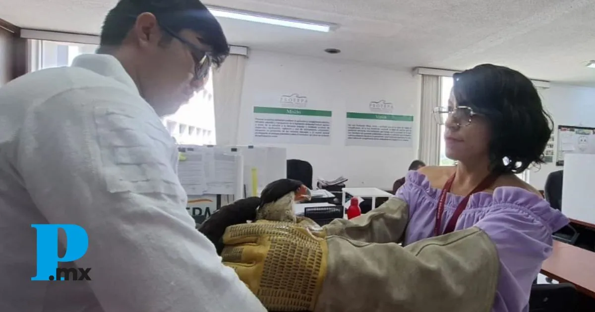 Protección Civil y Bomberos rescata ave silvestre gracias a reporte ciudadano