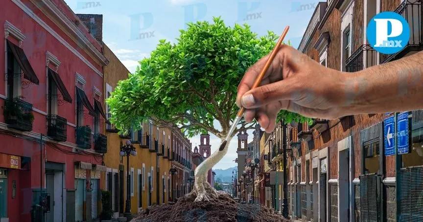 Encalado de árboles evidencia falta en políticas ambientales: Agenda Ciudadana