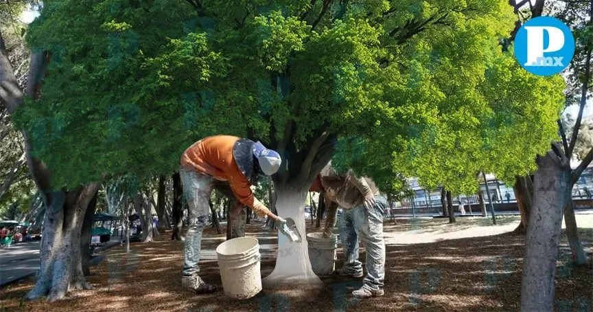 Aprueban en comisiones reforma para regular encalado de árboles en Puebla