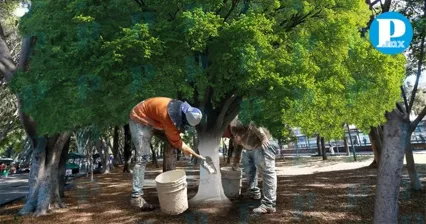 Aprueban en comisiones reforma para regular encalado de árboles en Puebla