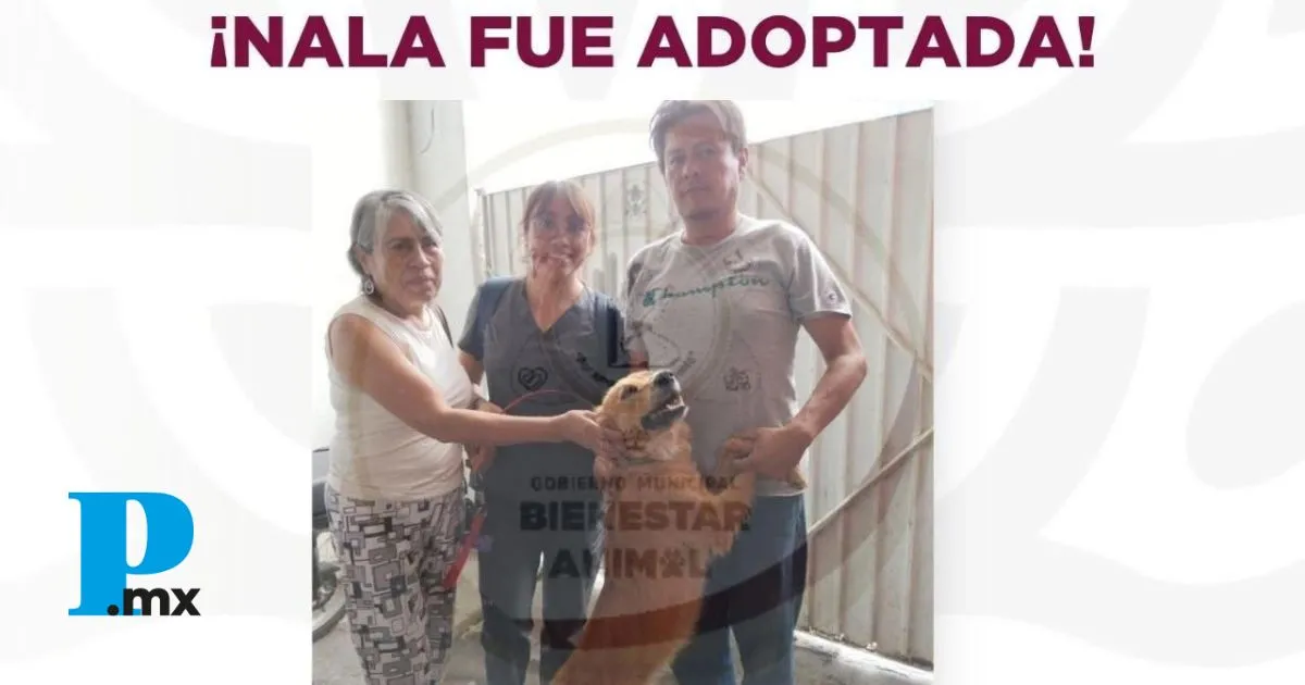 Nala es adoptada tras ser rescatada por el Gobierno de Tehuacán