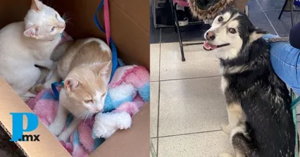 Siguen con éxito jornada animal en cuatro colonias del municipio