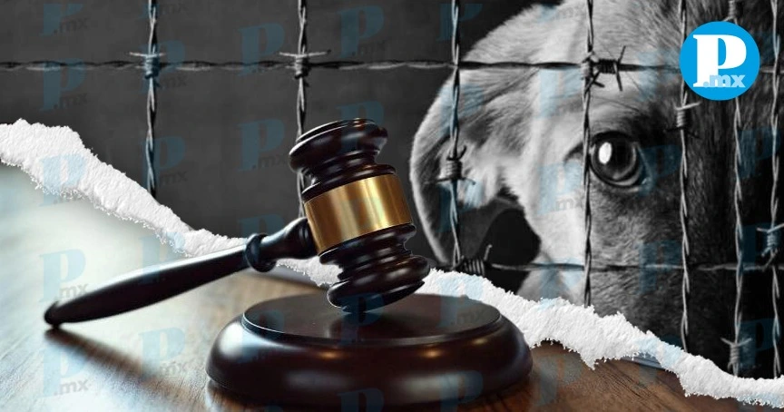 De mil 800 denuncias por maltrato animal, solo dos llegan a juicio en Puebla