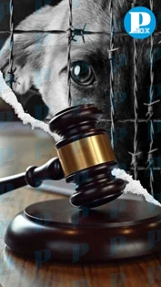 De mil 800 denuncias por maltrato animal, solo dos llegan a juicio en Puebla