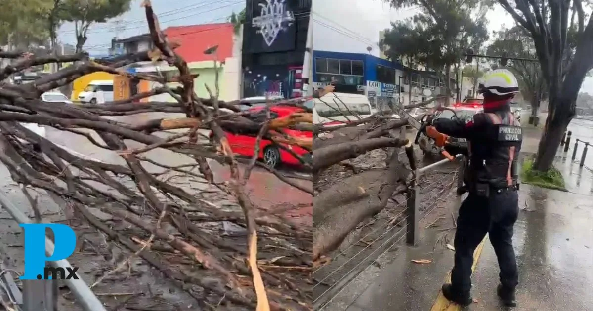 SSC retira árbol caído frente a Contaduría BUAP y libera vialidad en CU