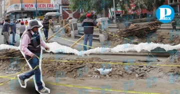 Los siete árboles que se retiraron serán restituidos por árboles que puedan estar en la zona