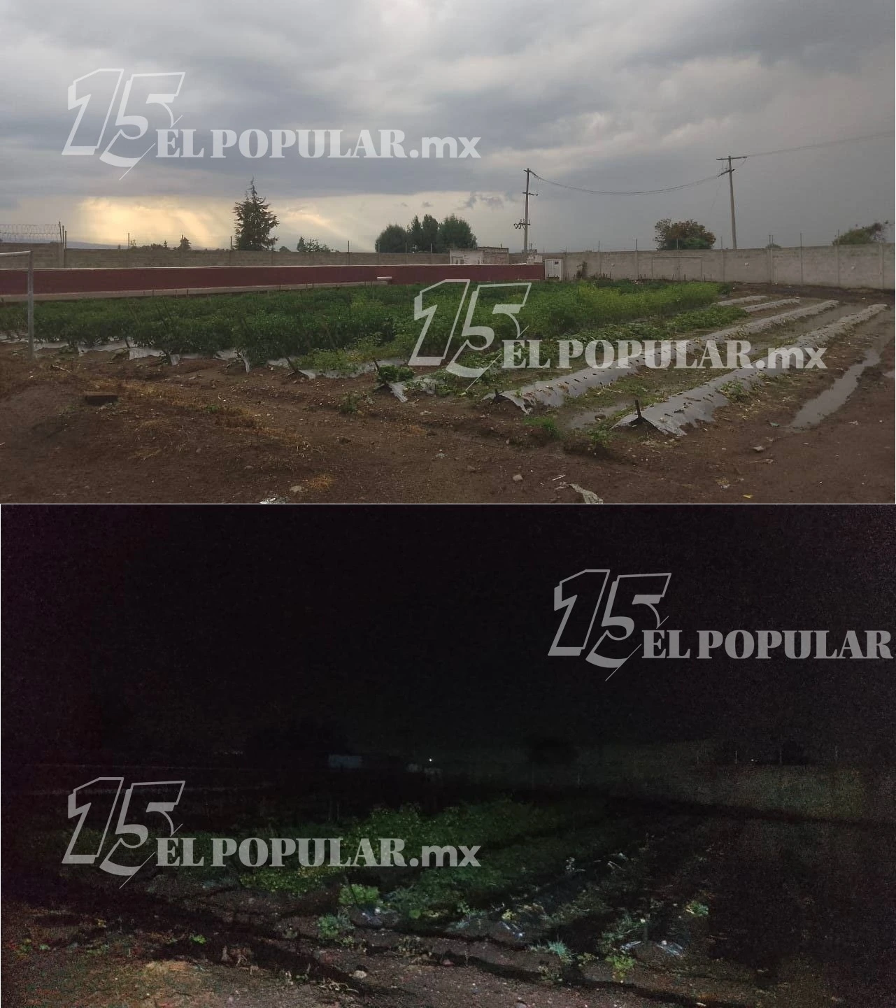 Los huertos fueron fotografiados día y noche de manera periódica con el propósito de documentar un reporte que demuestre que el agua utilizada para el riego está contaminada. Las imágenes permiten confirmar que, durante varios meses, estas verduras fueron entregadas al Sistema DIF Municipal.