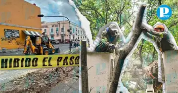 Retiran árboles en parque Sor Juana Inés por riesgo de colapso