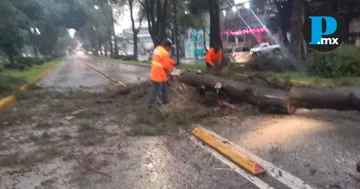 Lluvias en Puebla: seis árboles caídos y vasos reguladores al 50%