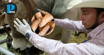 Puebla tiene 10 puntos de verificación con casetas y veterinarios calificados para combatir al parásito