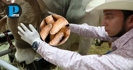 Puebla tiene 10 puntos de verificación con casetas y veterinarios calificados para combatir al parásito