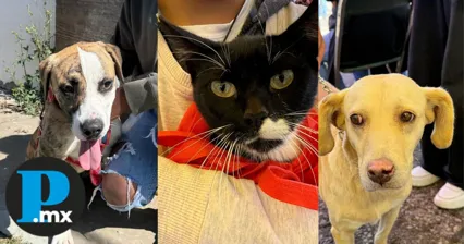 Ayuntamiento de Puebla impulsa Jornadas de Protección Animal en colonias