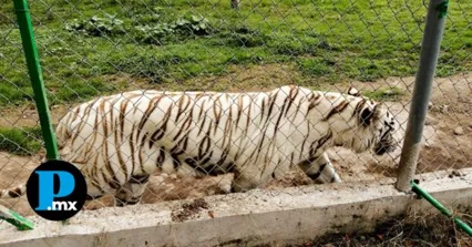 Hallan sin vida al tigre de bengala que escapó del zoológico Animalia en Xicotepec