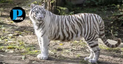 Tigre de bengala escapa del zoológico Animalia tras intensas lluvias en Xicotepec