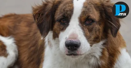 Así atienden a las mascotas en refugios de la Sierra Norte